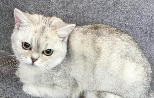 猫皮肤上有结痂硬块是什么原因