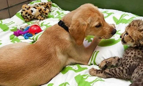 犬瘟一般多久死亡