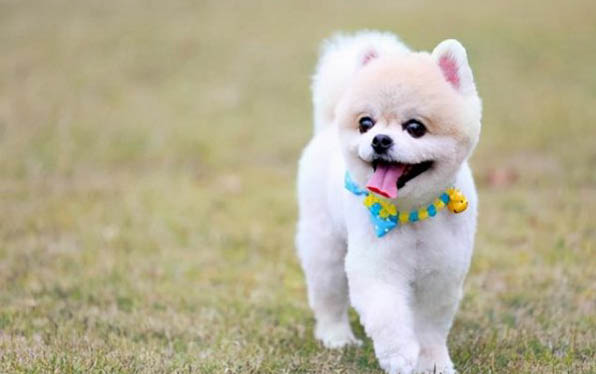 古牧是禁养犬吗