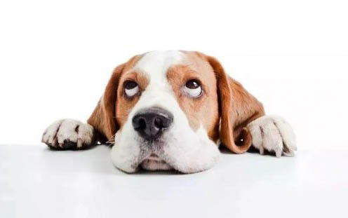 怎么清理狗狗耳朵？