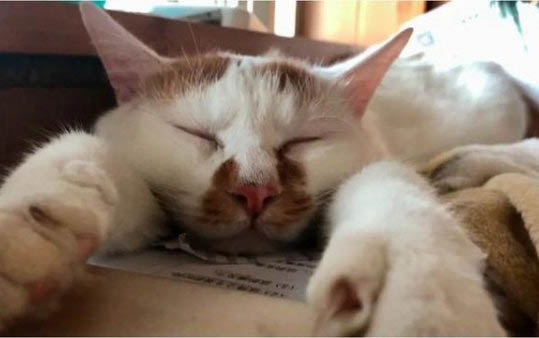 刚生的小猫要怎么处理