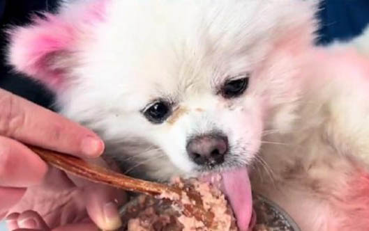 为什么主人不在家狗不吃东西