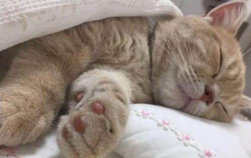 小猫发情抽搐到底应该怎么救它