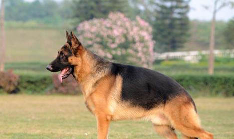 中国十大警犬品种都有哪些