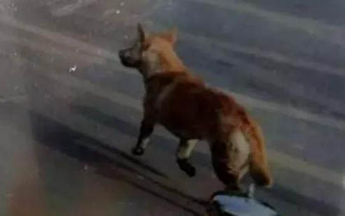 狗狗埋在土里毛会腐烂吗