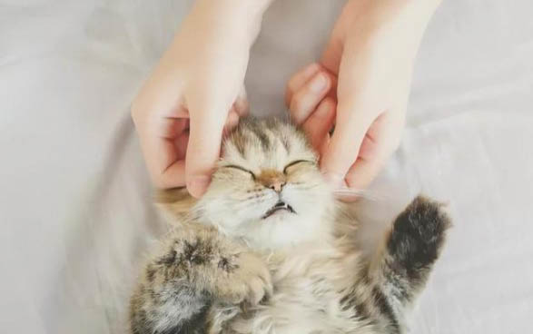 如何避免猫咪掉毛