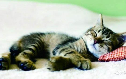 猫咪为什么经常有眼屎?如何处理?注意事项是什么?