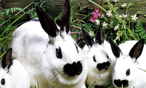 兔子的耳朵竖起来和垂下来代表什么意思