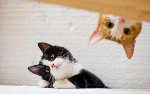 猫咪蛋白可以吃吗