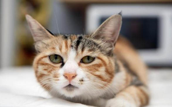 宠物皮堡斯多少钱一只,皮堡斯小猫哪里有卖