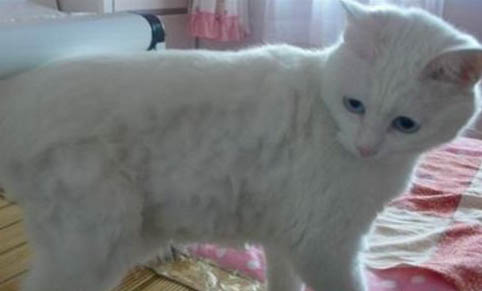 请问猫咪呕吐的原因及处理方法?