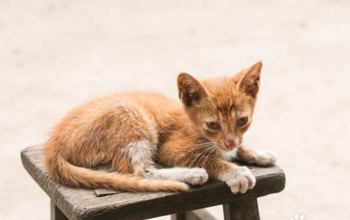 猫咪能不能吃火龙果