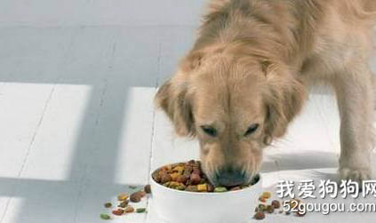 三个月的狗狗一天吃几顿