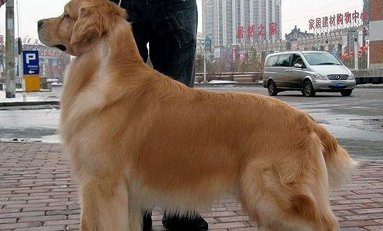 金毛犬的一般生活习性