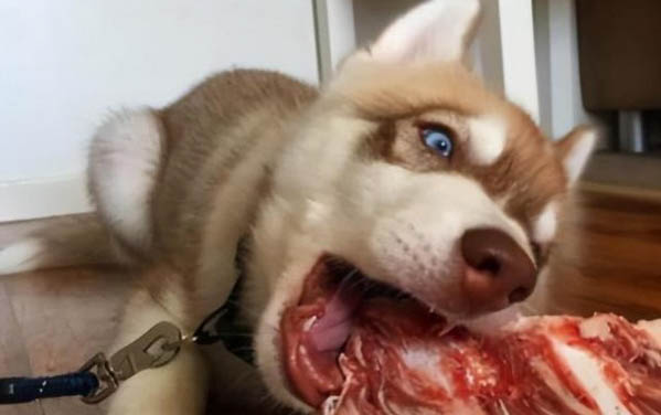 狗狗产后喘气多久能好转