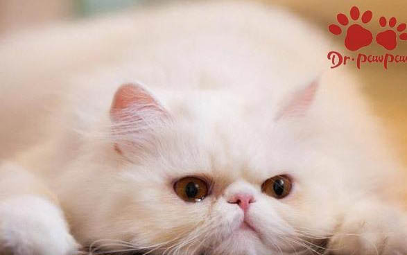 四个月的小猫咪多少斤正常