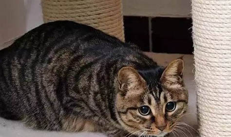 猫咪特别懒不爱动怎么办