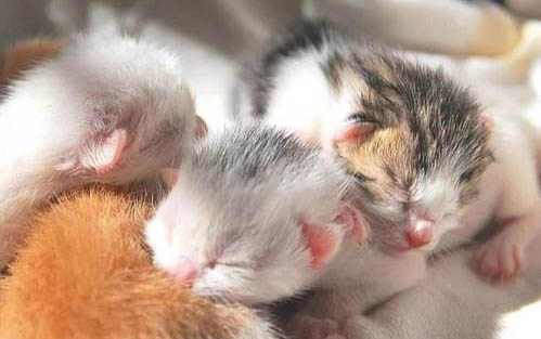刚出生的小猫人工喂养能养活吗?