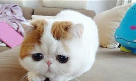 刚出生的小猫可以晒太阳不?