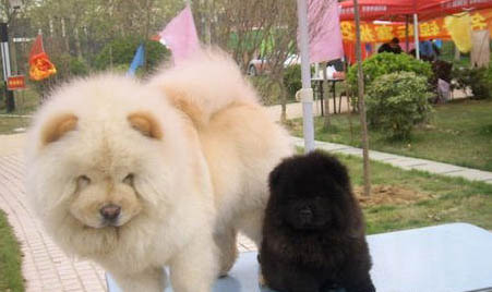 松狮犬的寿命一般是多久