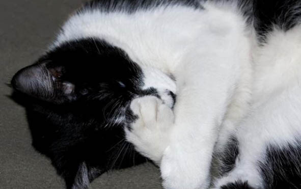 猫咪尿床怎么教育