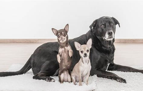 小鹿犬和吉娃娃区别有哪些？小鹿犬和吉娃娃哪个好？