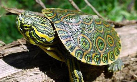 巴西龟白眼病治疗