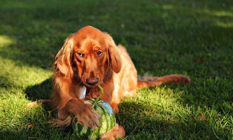 犬便秘的主要病因