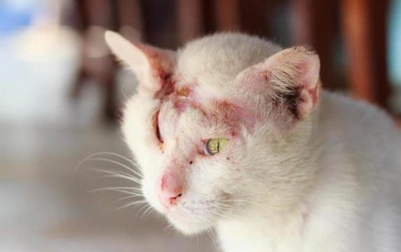 给猫咪量体温的方法