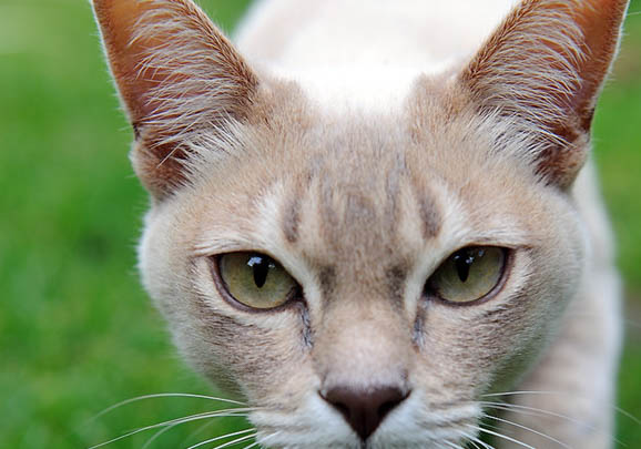 波米拉猫拉肚子的原因及处理方法
