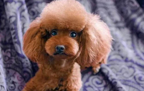 小型泰迪犬能长几斤重?