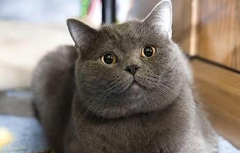 英短猝死的原因及处理方法