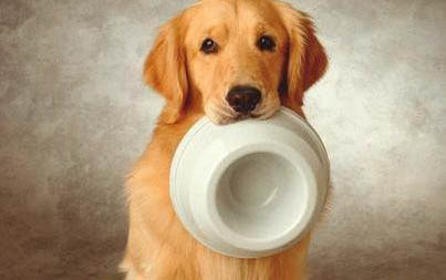 狗狗可以吃什么零食