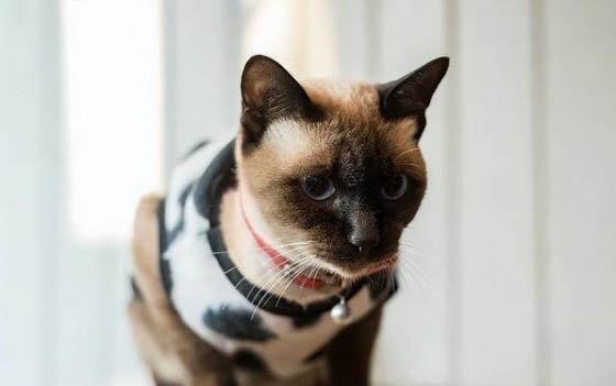 猫咪能不能吃虾肉