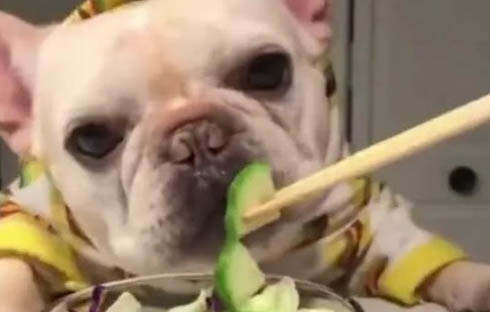 买狗狗在哪里买比较好