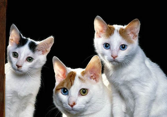 土耳其梵猫乳腺肿瘤如何治