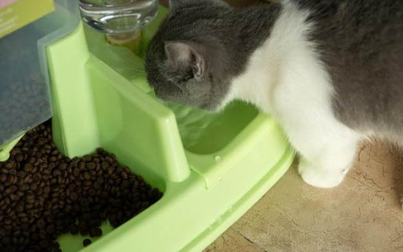 小猫一直打喷嚏流鼻涕流眼泪