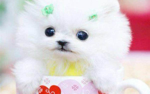 小狗吐虫子怎么办吃什么药?