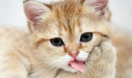 猫挑食怎么办?