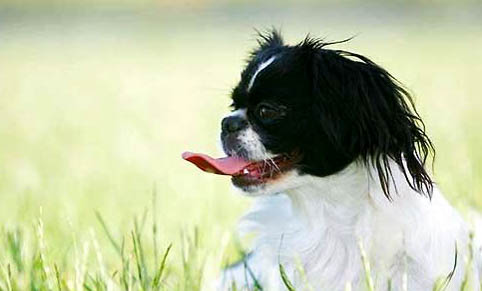 京巴犬掉毛原因揭秘:如何处理以及注意事项