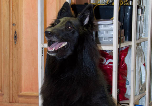 边境牧羊犬犬瘟热可以驱虫吗