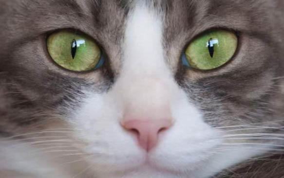 2个月小猫爱咬东西?