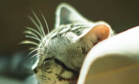 猫咪早上还一直叫怎么办?