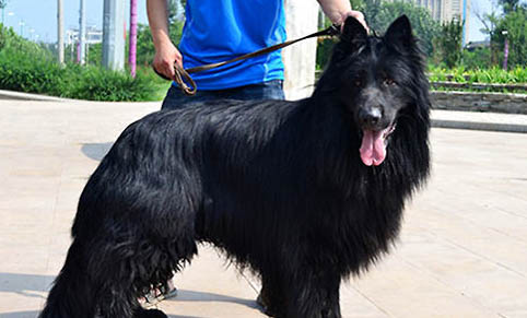 德国牧羊犬都有哪些品种