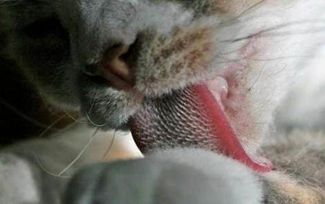 小猫口臭的原因及处理方法
