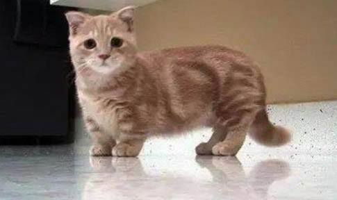 矮脚猫可以和美短配吗?