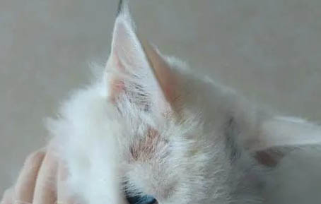猫咪为什么鼻子发红发干