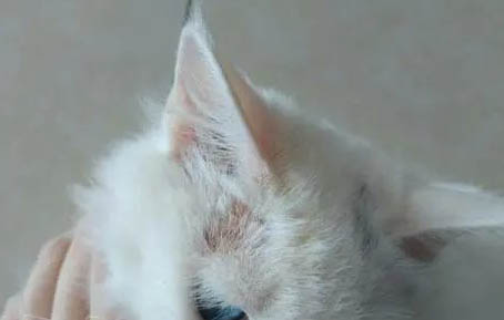 猫咪出生多久能离开猫妈妈