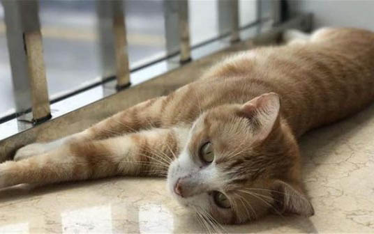 小猫咪喜欢主人的表现