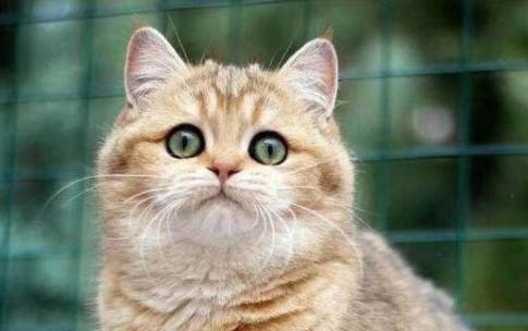 小猫为什么半夜不睡觉